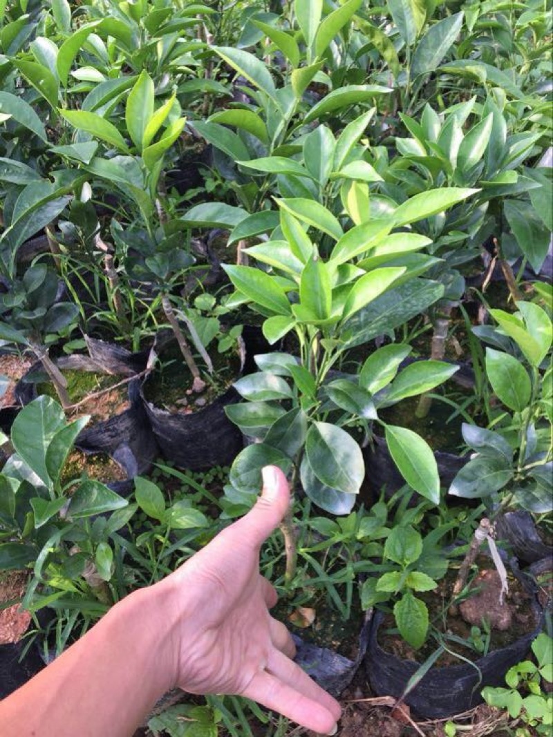 红江橙苗(红光橙苗）红橙苗