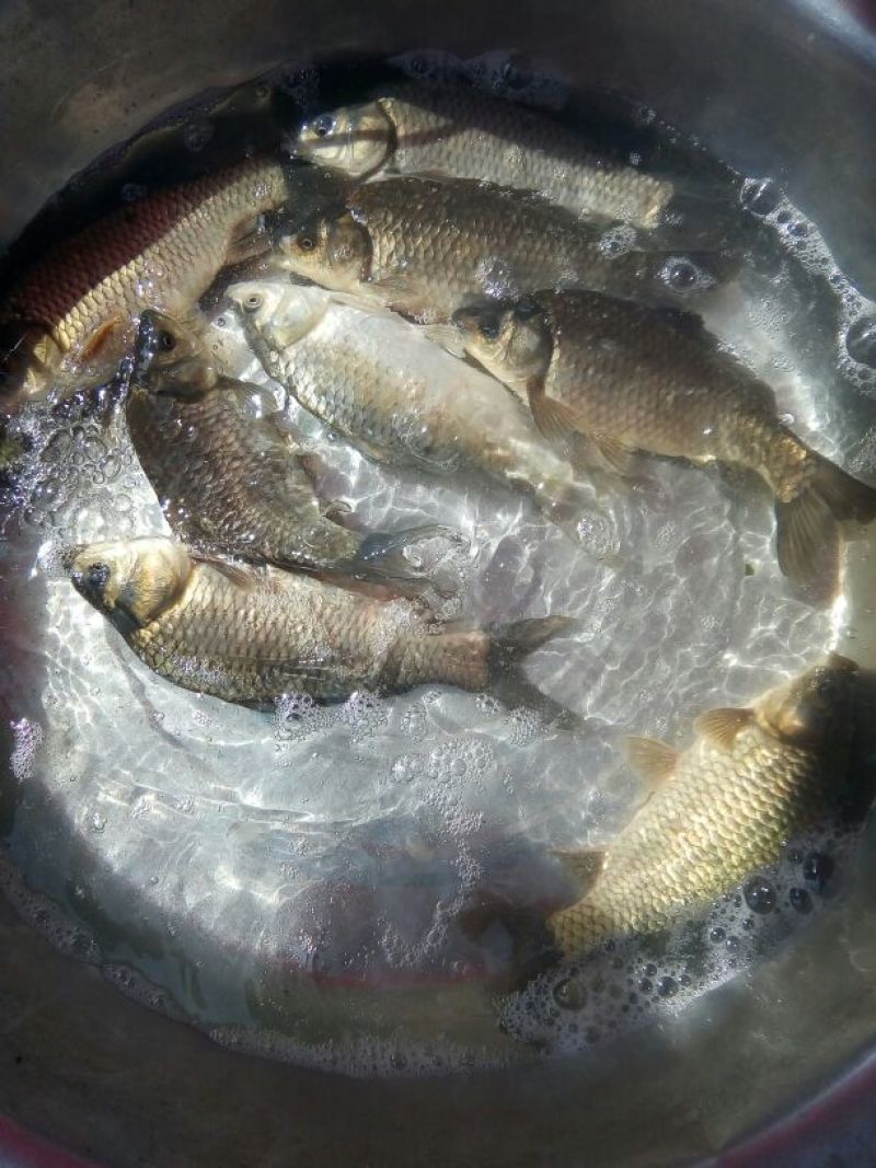 鲫鱼食用