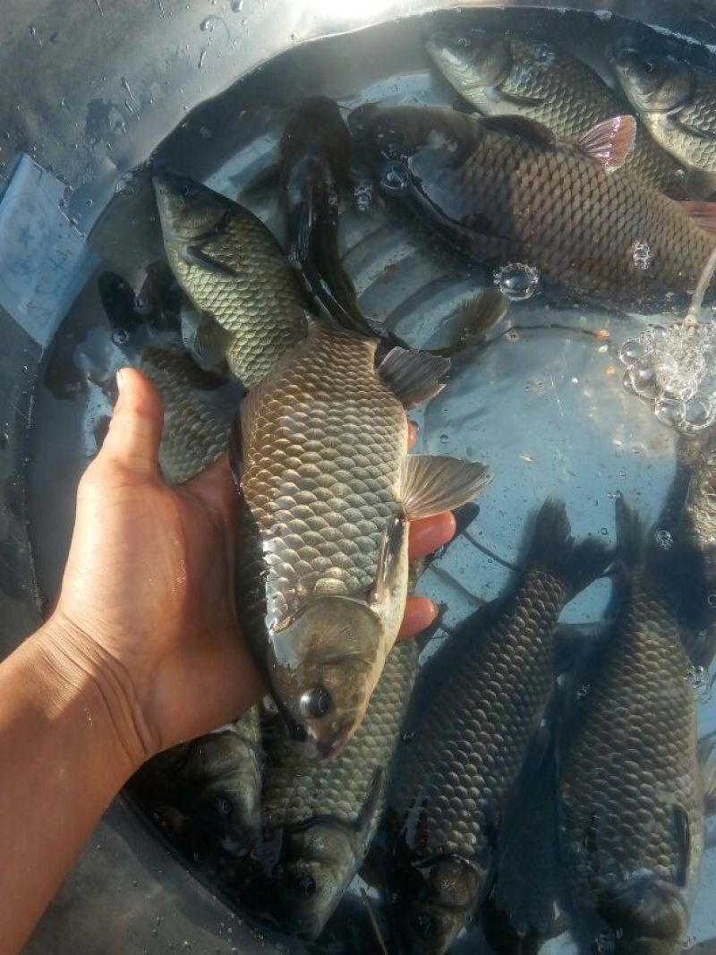 鲫鱼食用
