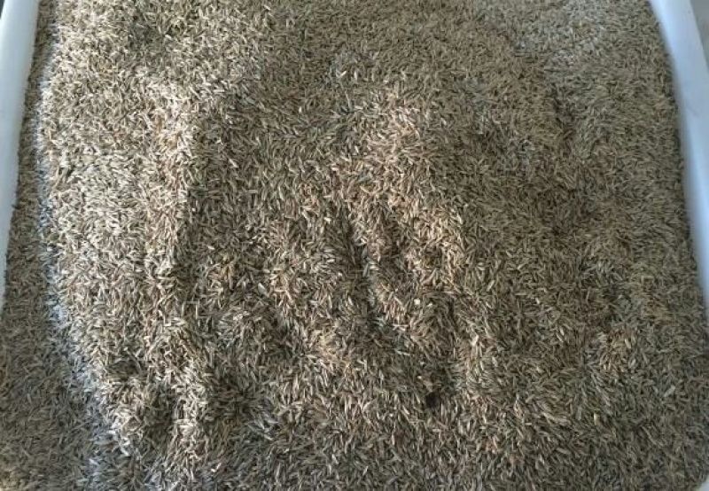 黑麦草黑麦草种子