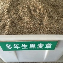 黑麦草黑麦草种子