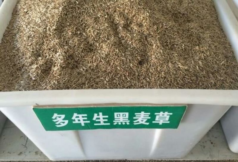 黑麦草黑麦草种子