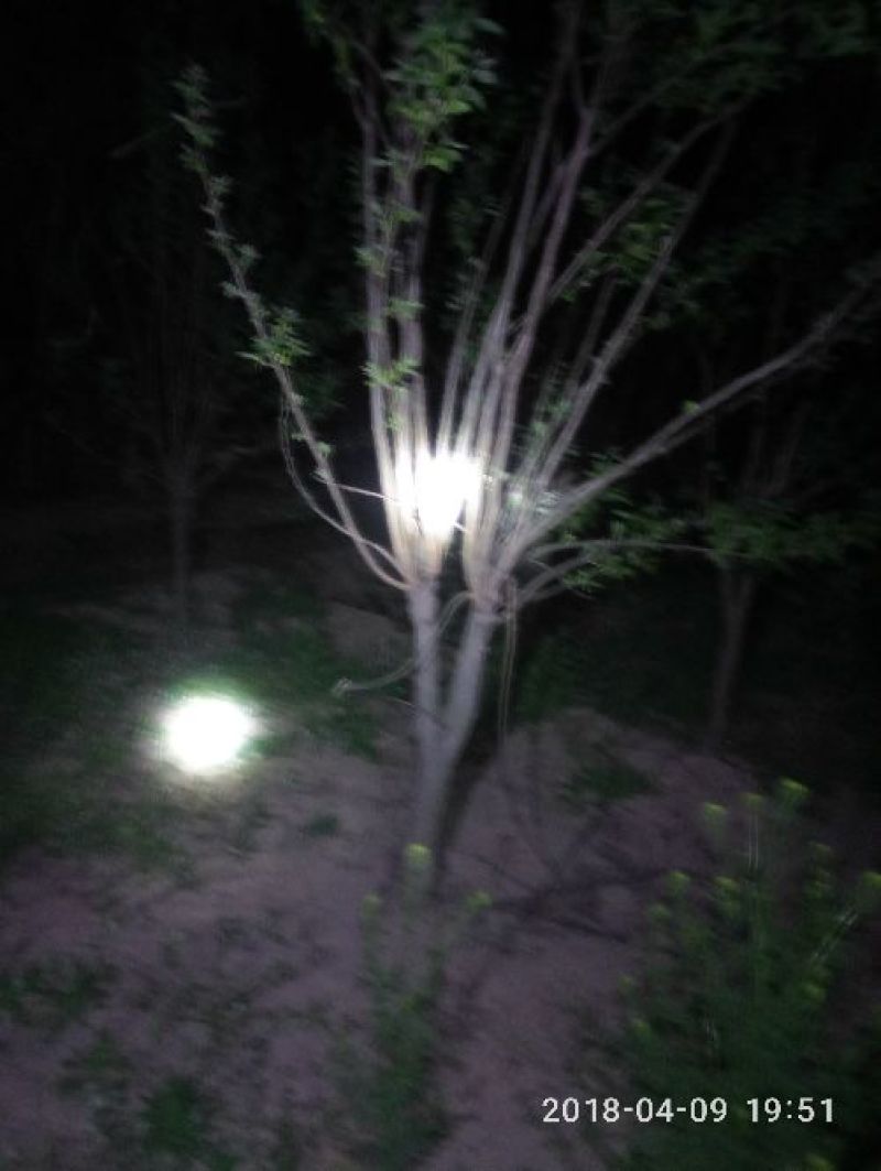 柿树6~8cm4~6cm2.5~3米