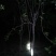 柿树6~8cm4~6cm2.5~3米