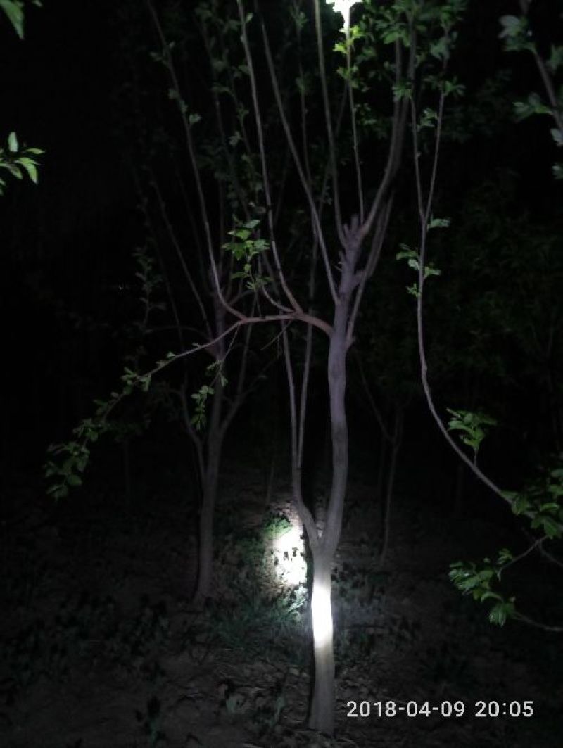 柿树6~8cm4~6cm2.5~3米