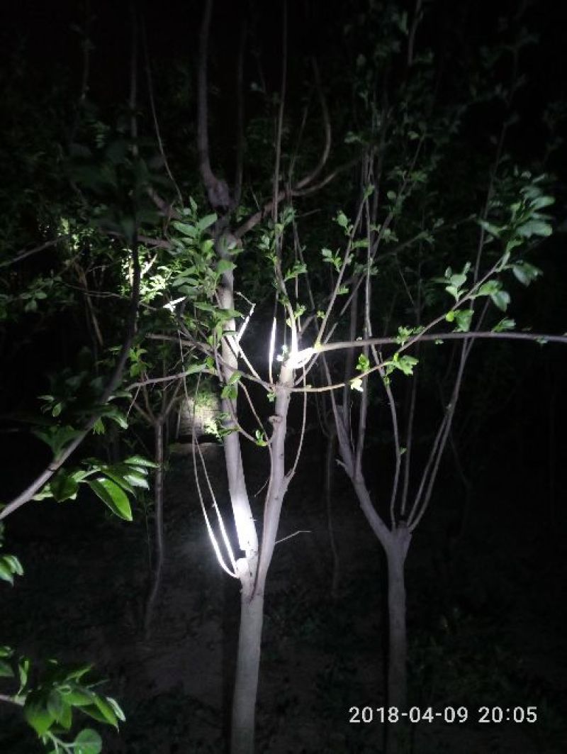 柿树6~8cm4~6cm2.5~3米