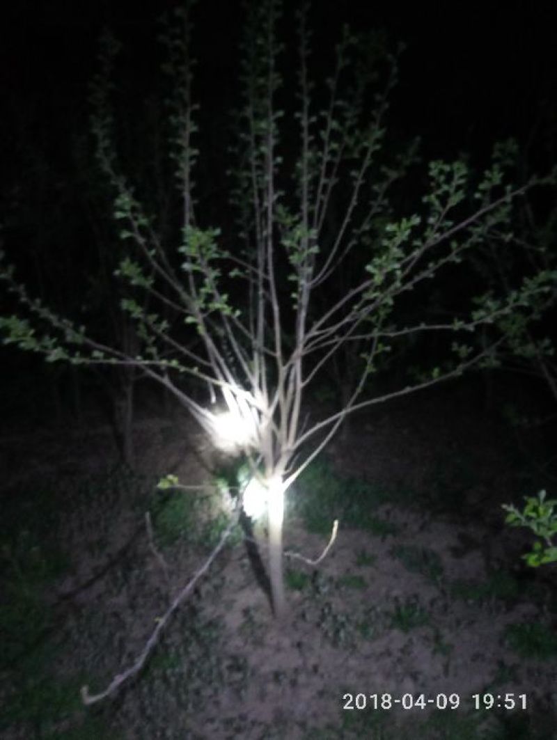 柿树6~8cm4~6cm2.5~3米