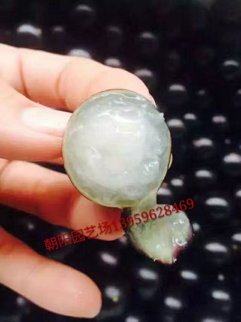 嘉宝果10~12g