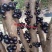 嘉宝果10~12g
