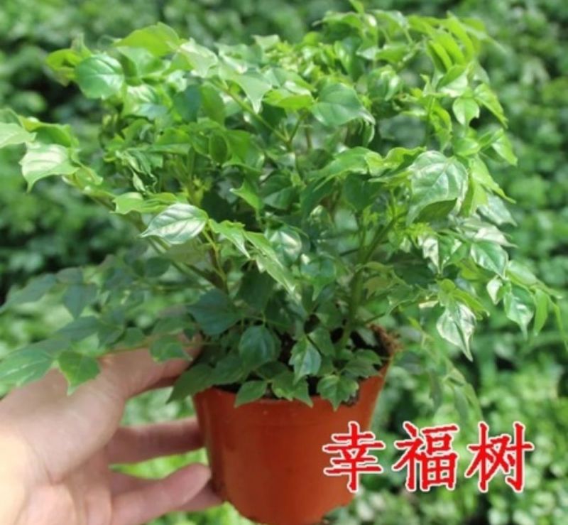 富贵树