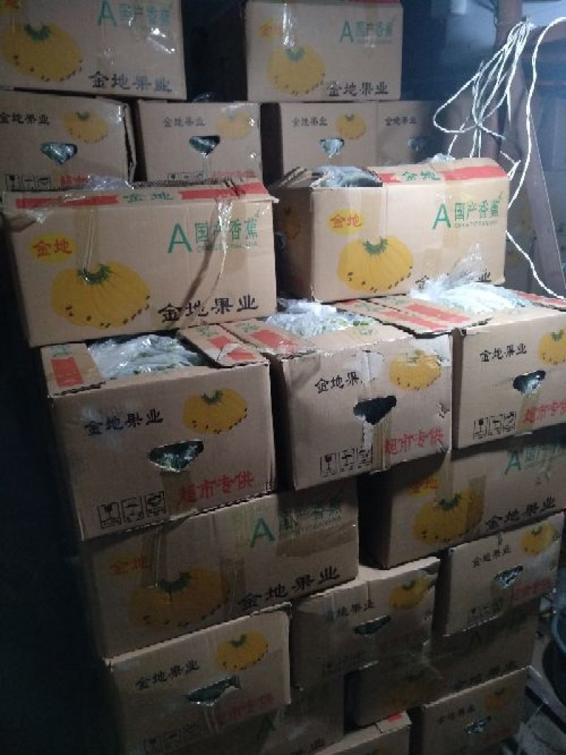 河口香蕉九成熟