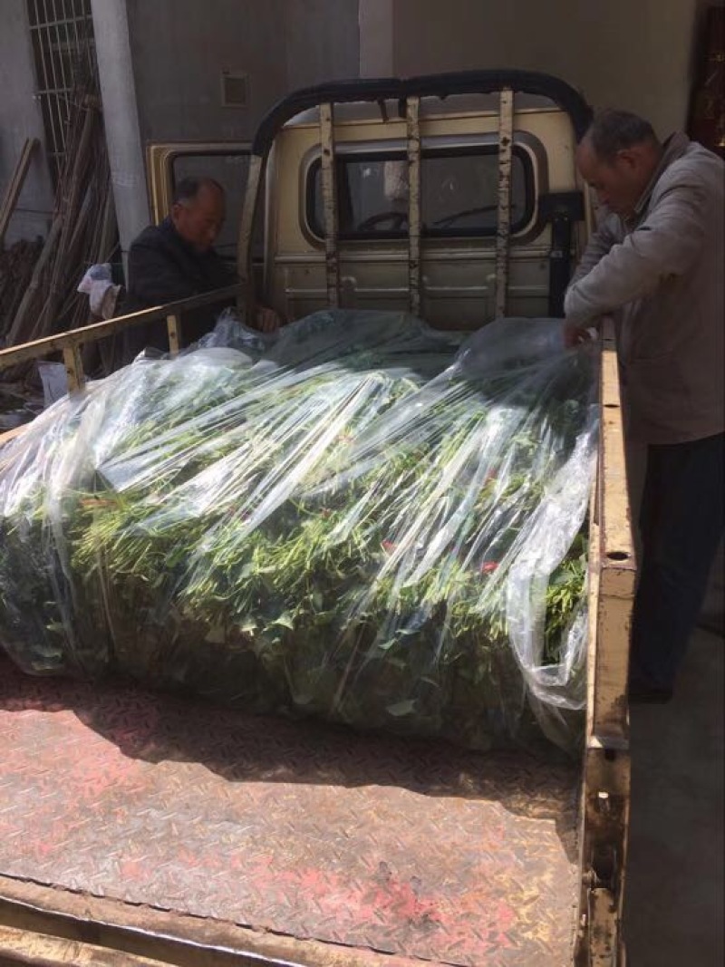杨凌试管脱毒红薯种苗秦薯五号，西瓜红，蜜薯