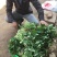 杨凌试管脱毒红薯种苗秦薯五号，西瓜红，蜜薯