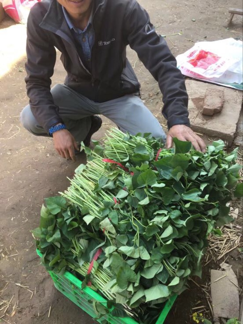 杨凌试管脱毒红薯种苗秦薯五号，西瓜红，蜜薯