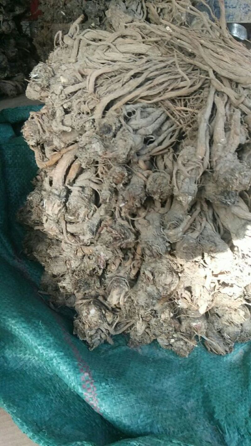 岷当归大中小支持一件代发