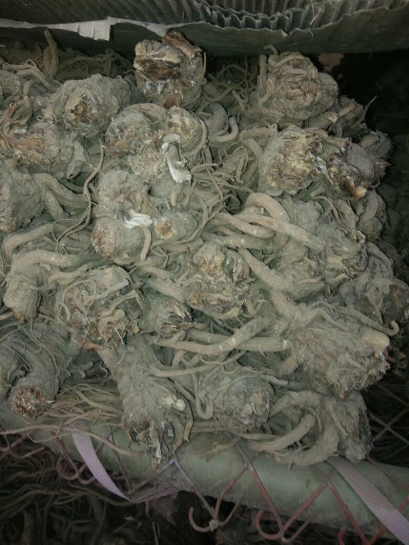 岷当归大中小支持一件代发