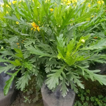 长寿花