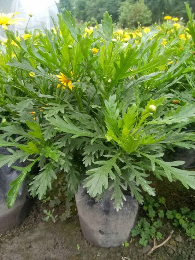 长寿花
