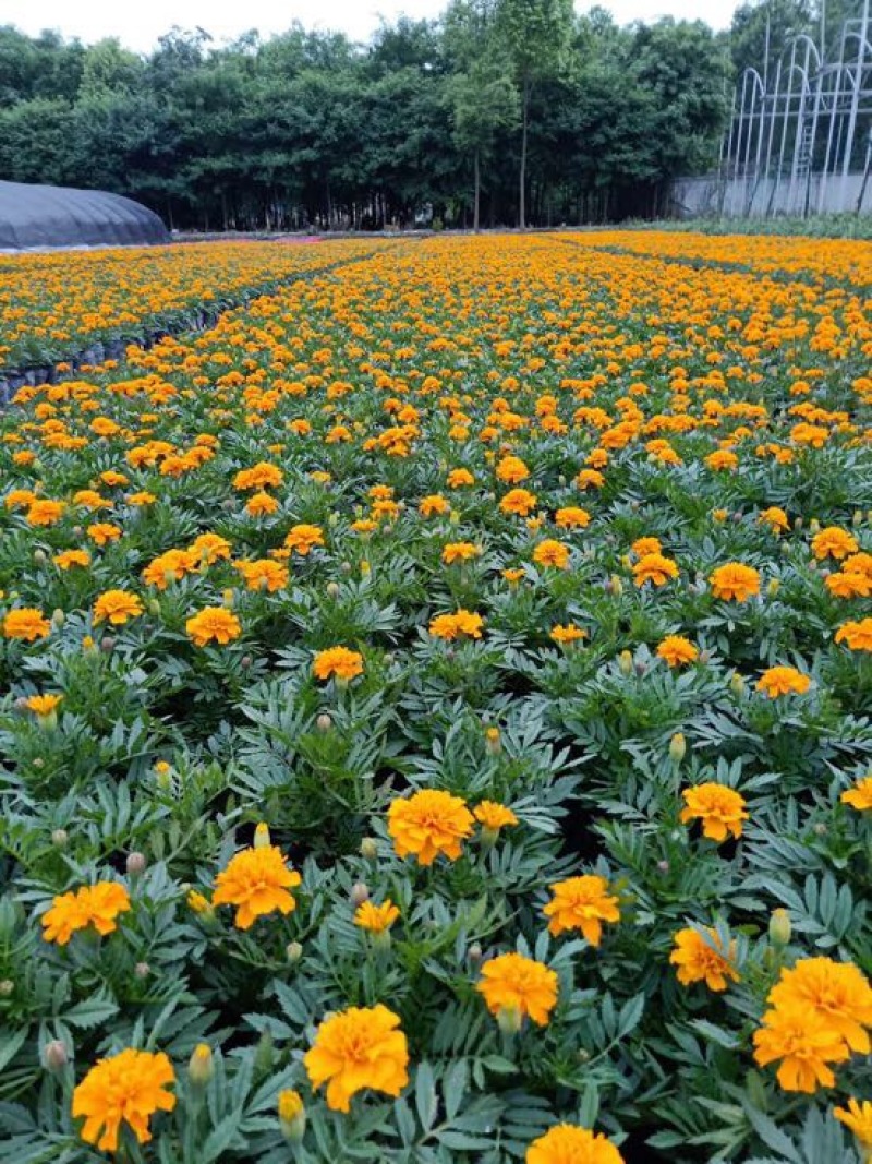 长寿花