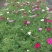 长寿花