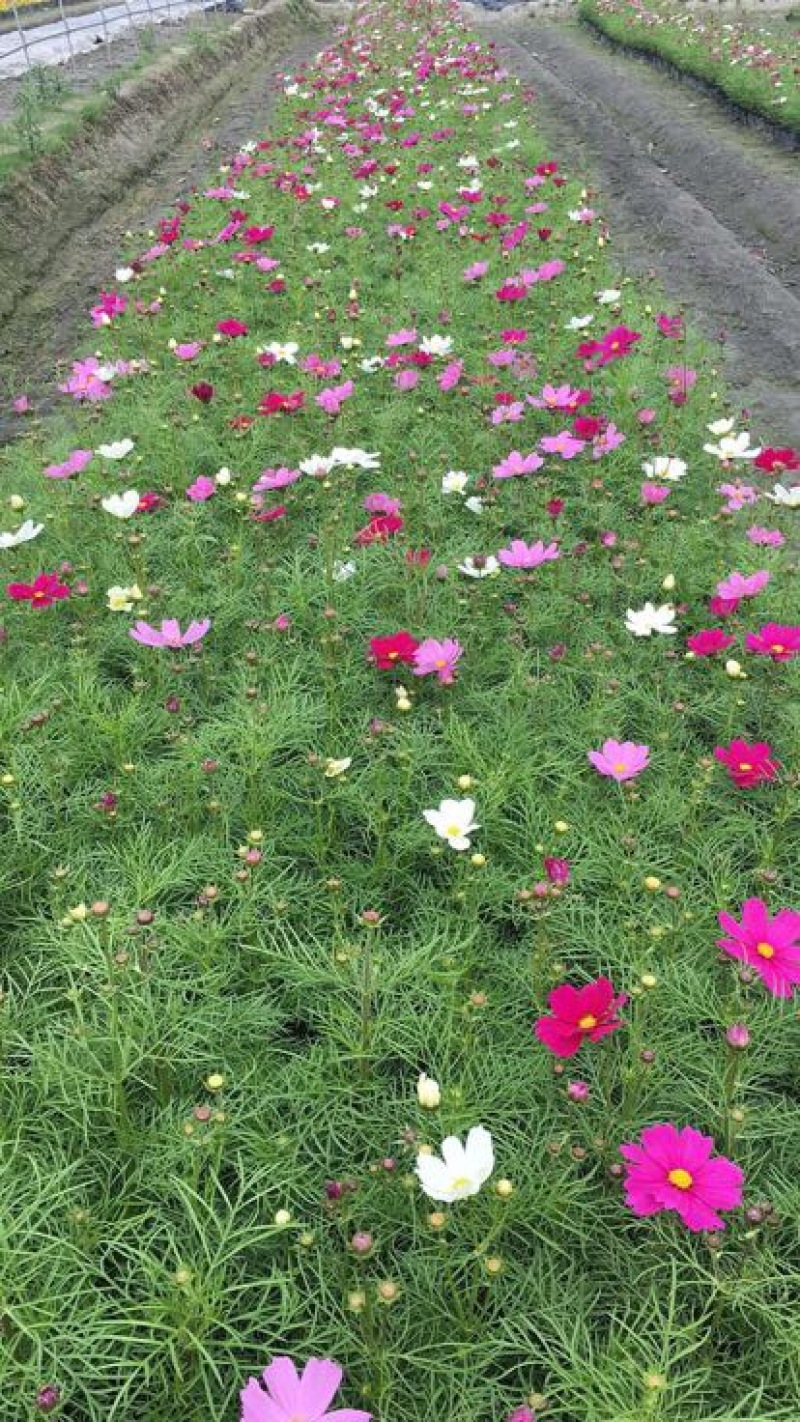 长寿花