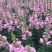 长寿花