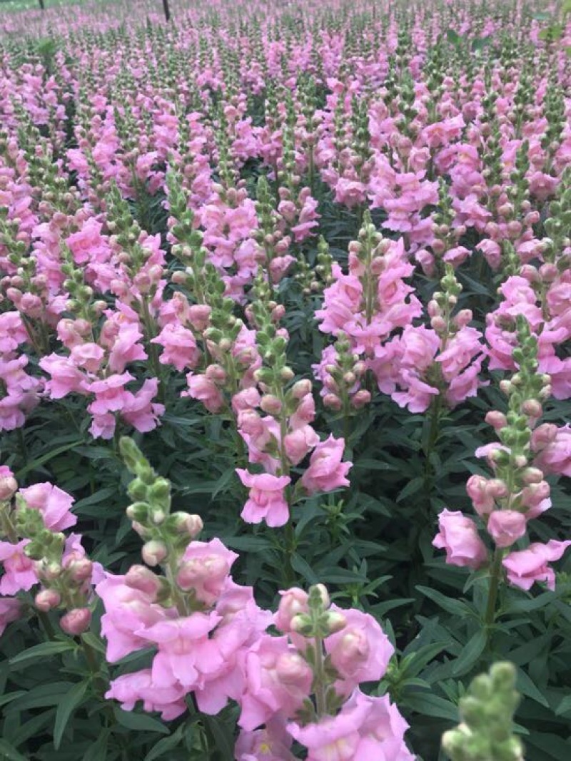 长寿花