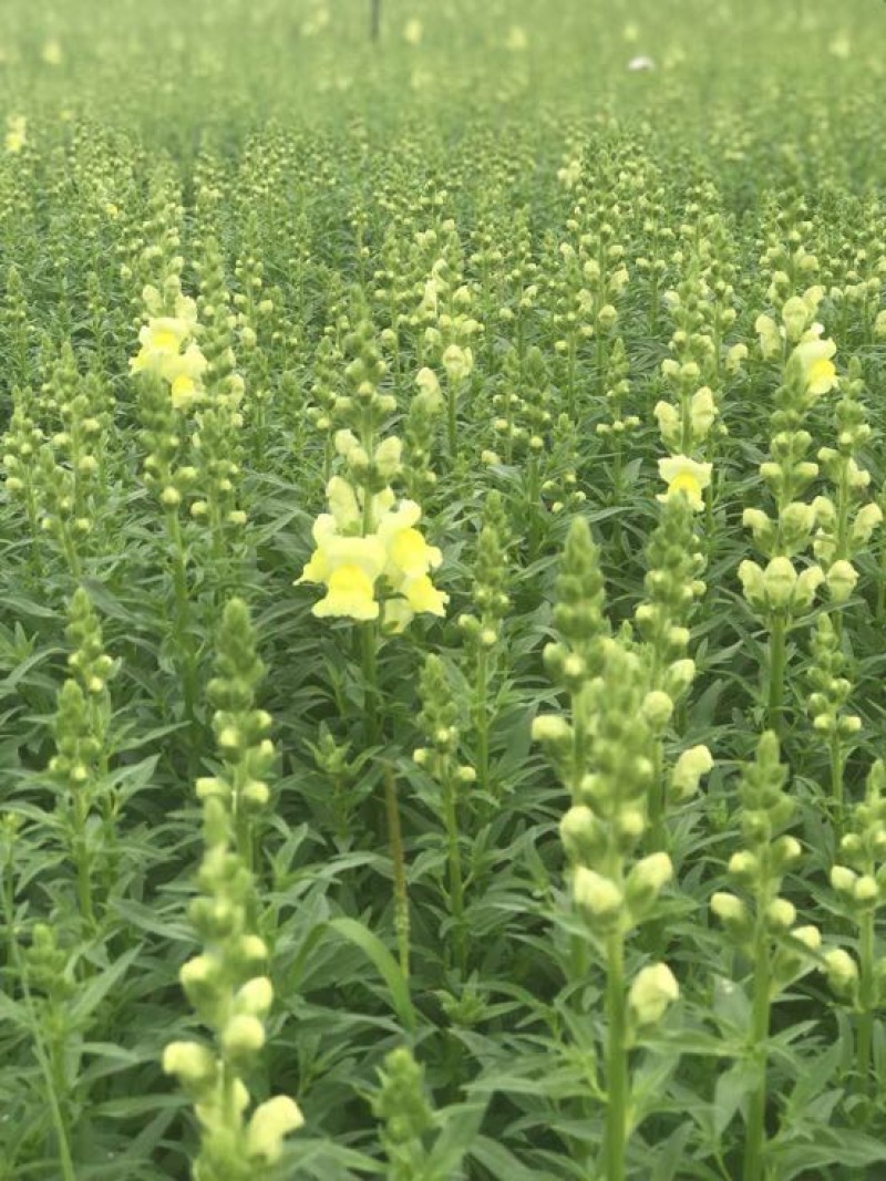 长寿花