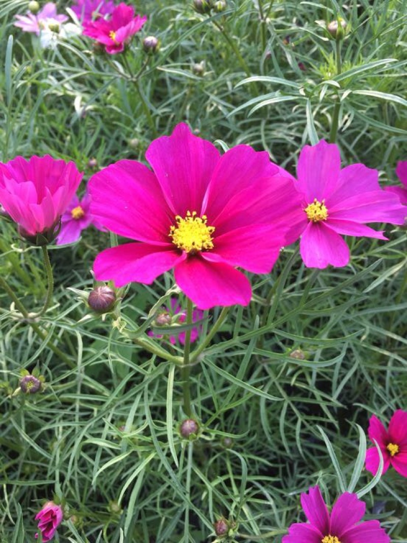 长寿花