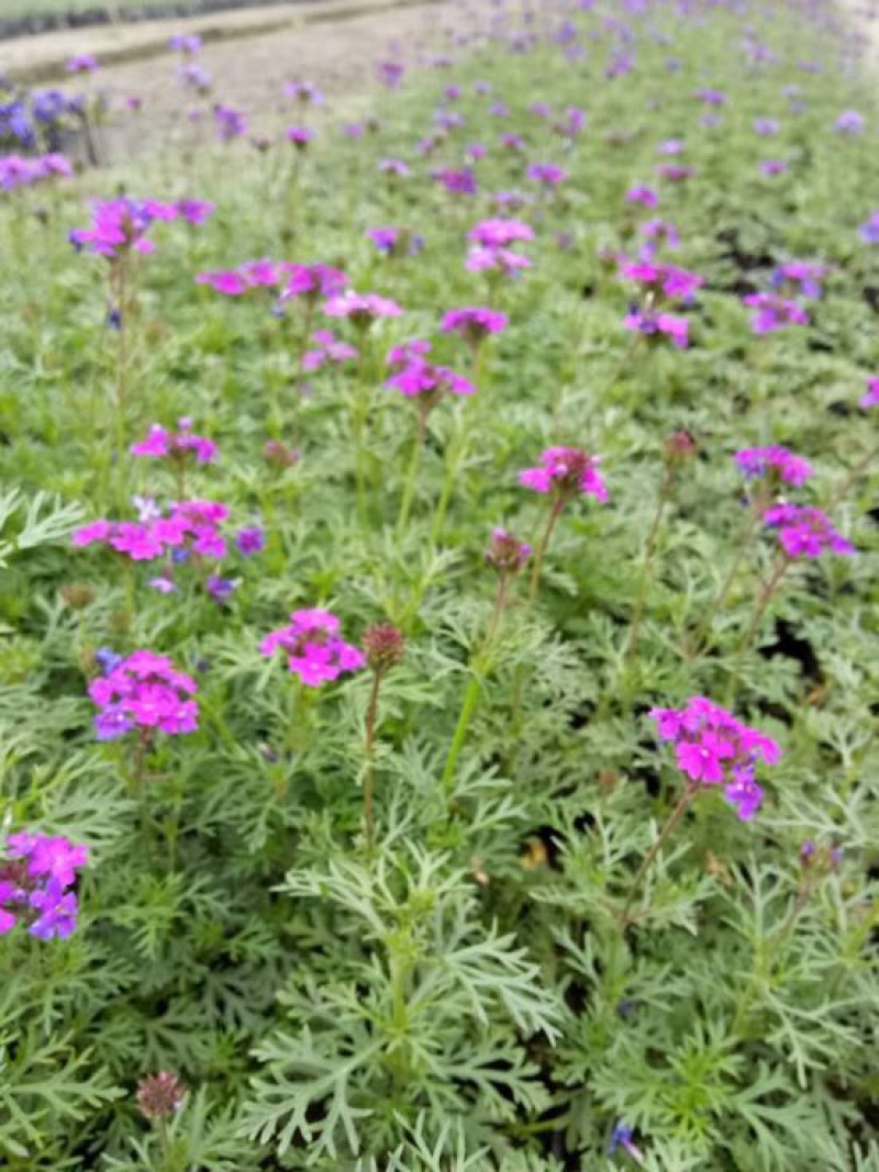 长寿花
