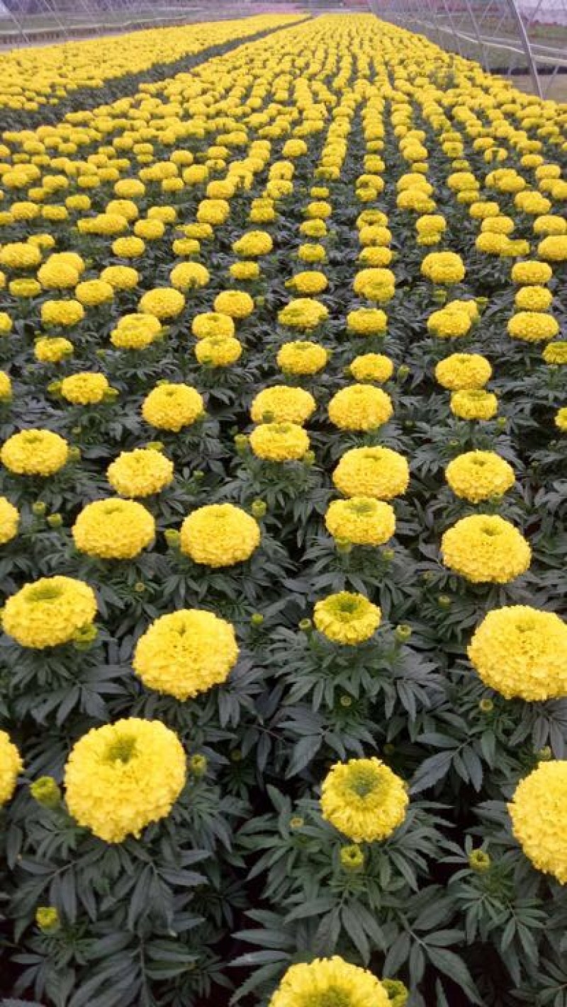 长寿花