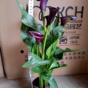 马蹄莲