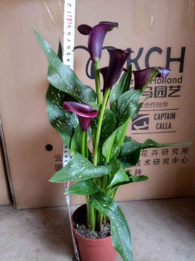 马蹄莲
