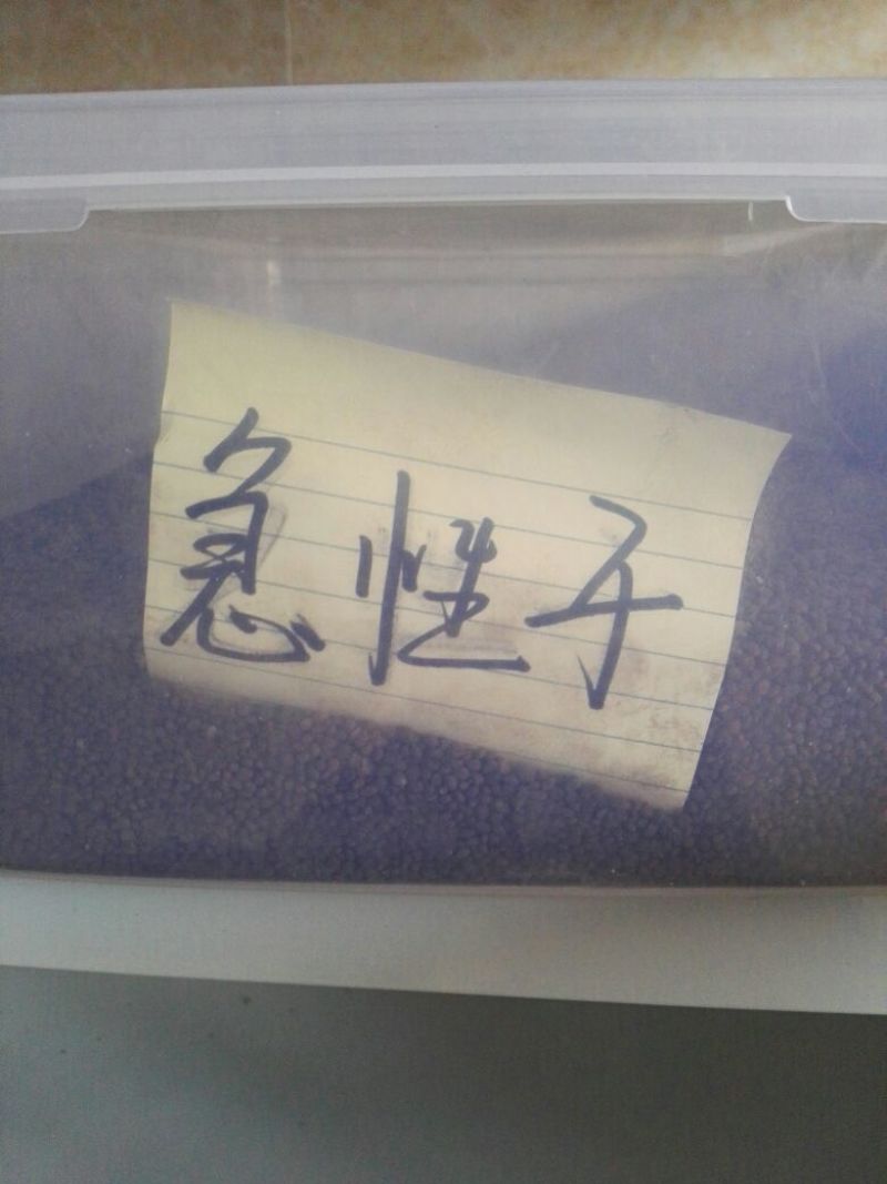 急性子
