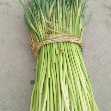 杂交蒜薹通货30~40cm