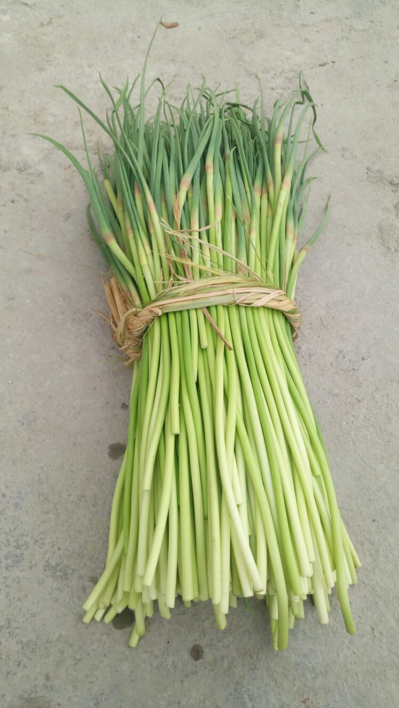 杂交蒜薹通货30~40cm