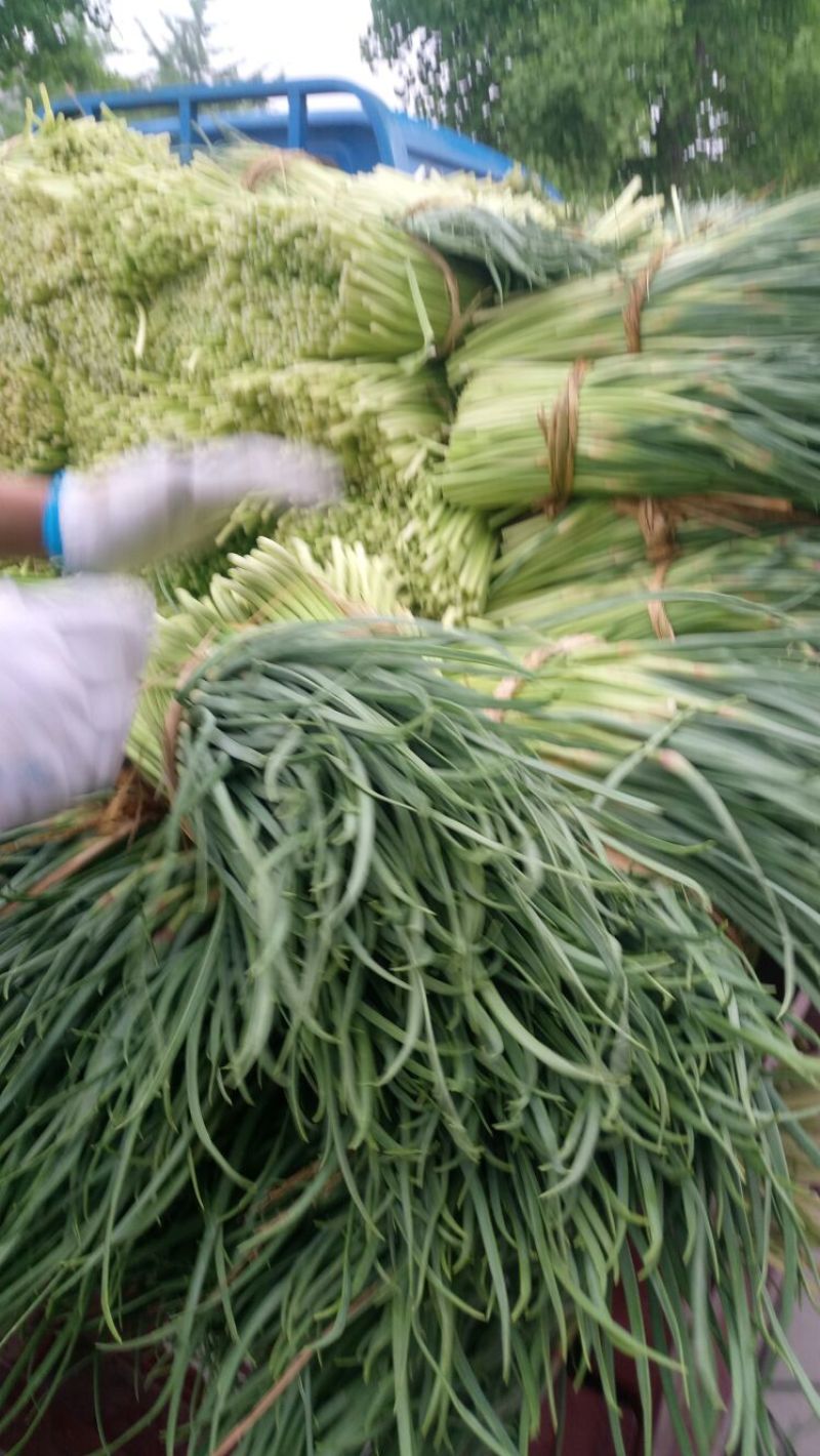 杂交蒜薹通货30~40cm