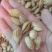 巴旦木熟奶油味椒盐味五香味