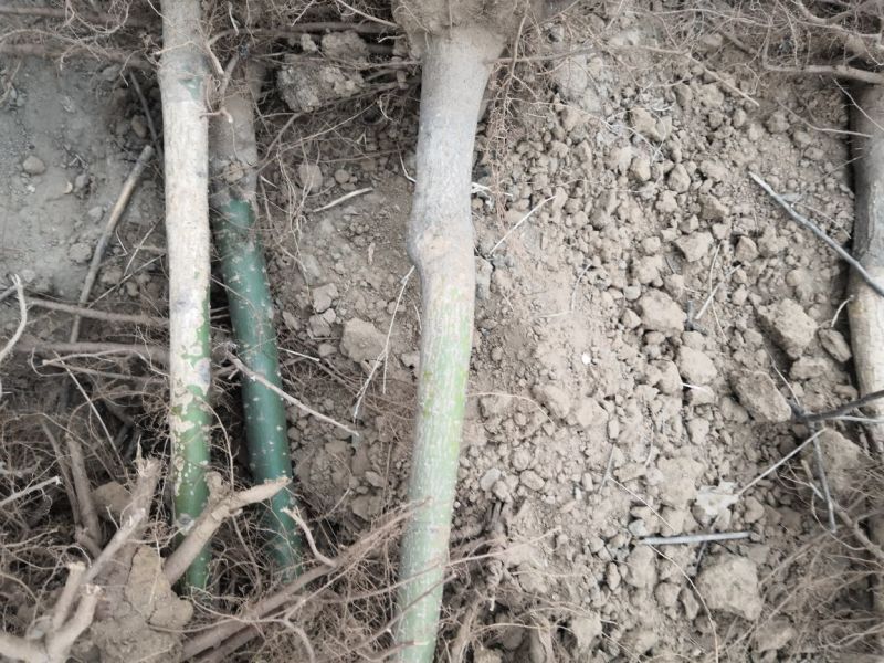 国槐2~4cm4cm以下1米以下