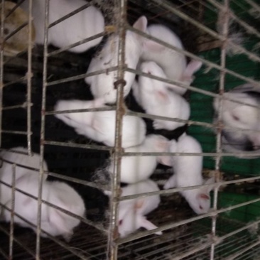 伊拉兔3~5斤种兔