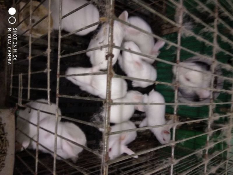 伊拉兔3~5斤种兔