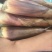 苦笋25cm以上