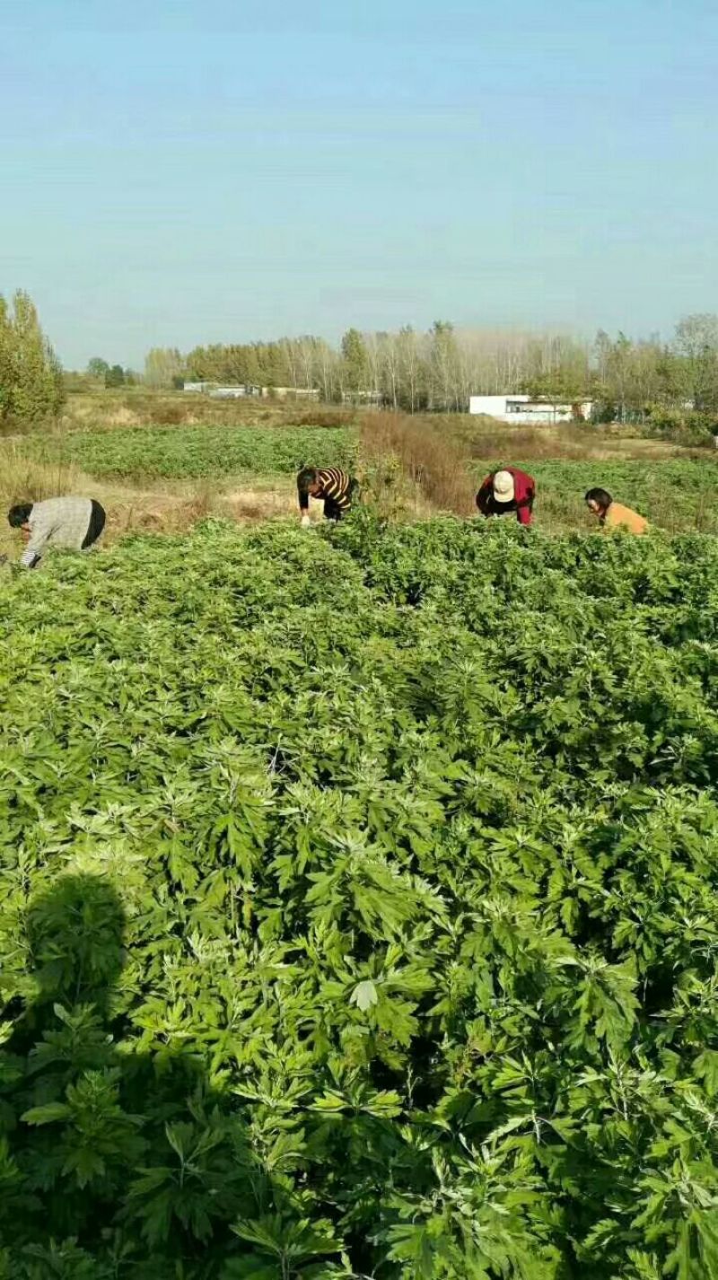 南阳艾叶全叶统品质保证诚信经营自家基地欢迎联系