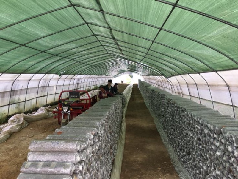 808香菇棒15*50公分