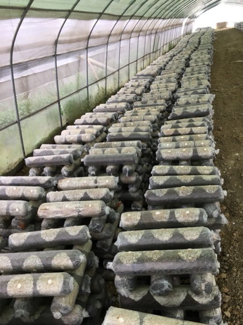 808香菇棒15*50公分