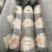 808香菇棒15*50公分