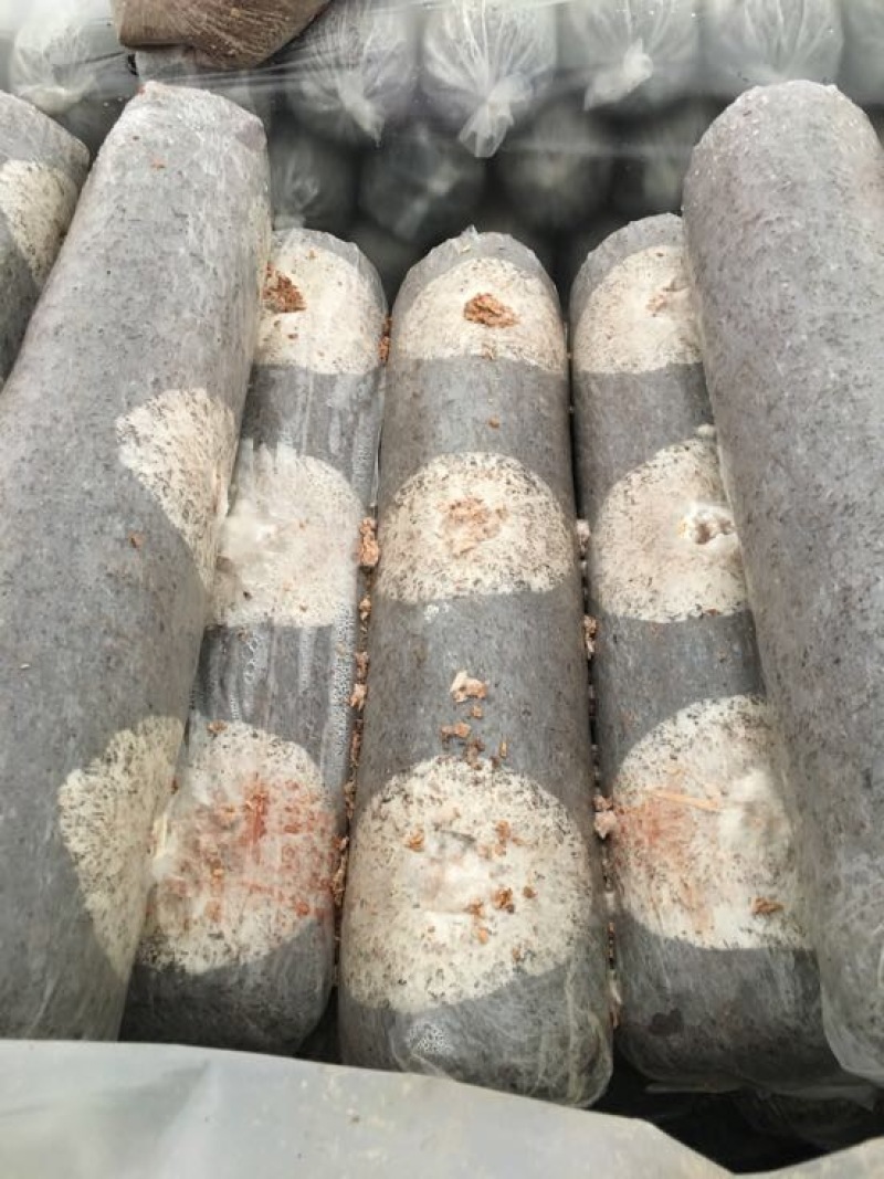 808香菇棒15*50公分