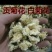 药用菊花散装