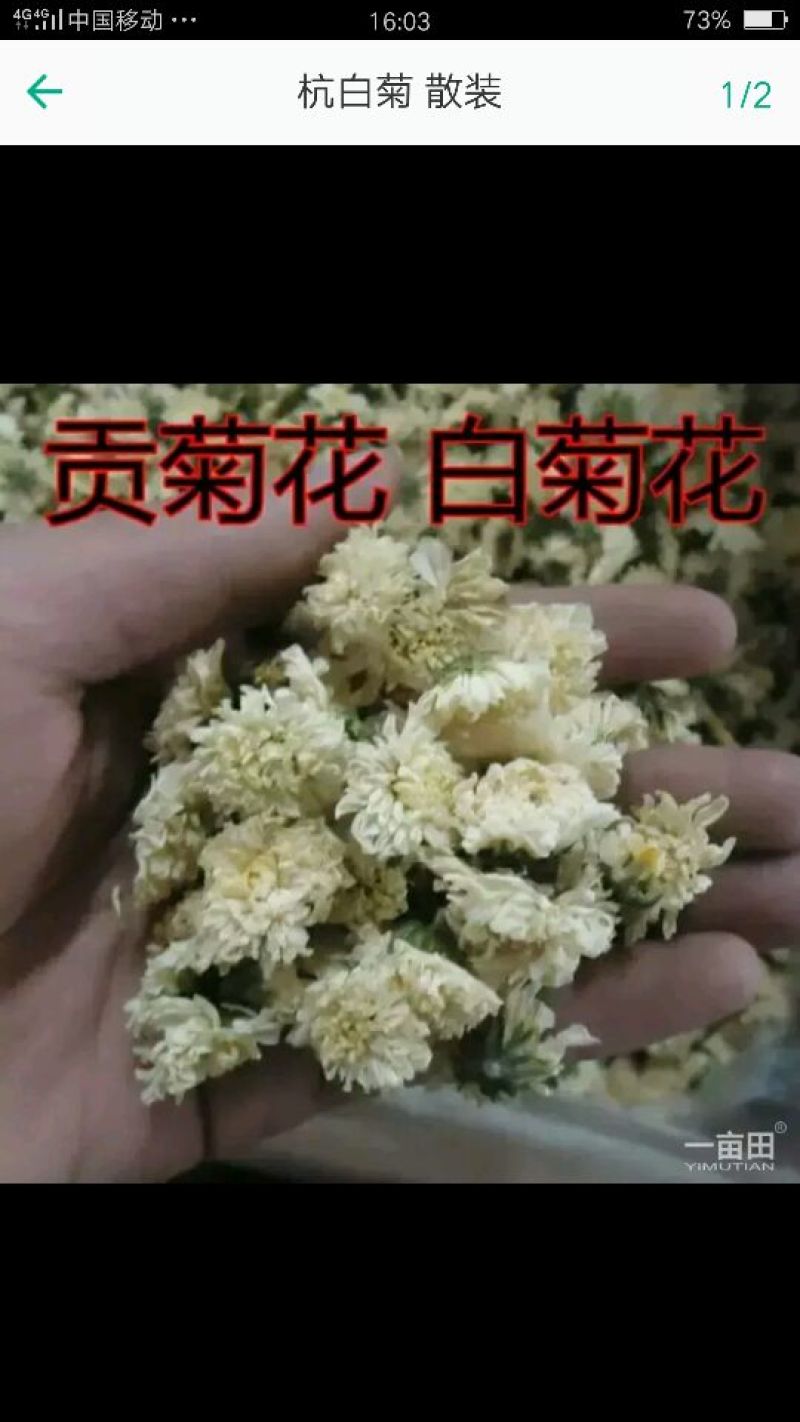 药用菊花散装