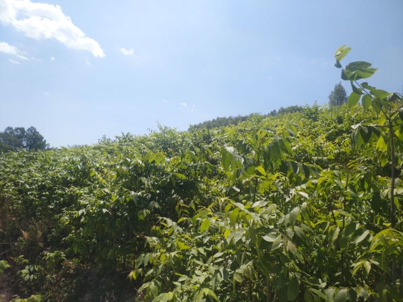 核桃苗2~3年50~100cm